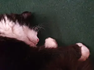 Annelies 05 - Pluum slaapt